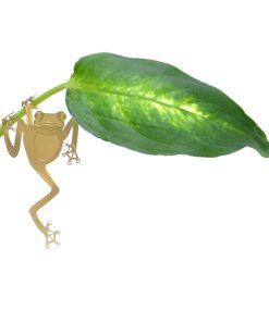 Déco pour plante – Grenouille